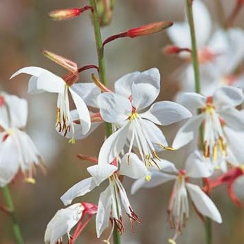 Lindheimeri Flower seeds blooming in flower beds, containers, borders, and pollinator-friendly gardens