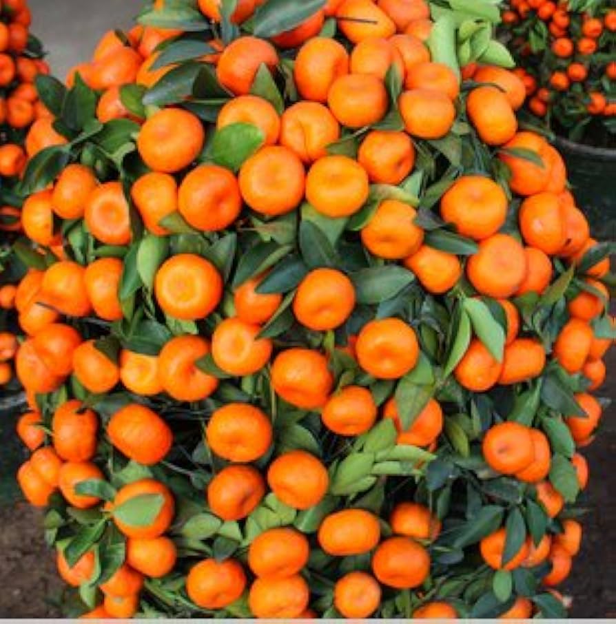 Climbing Orange Tree Seeds for Tropical Tree Growing