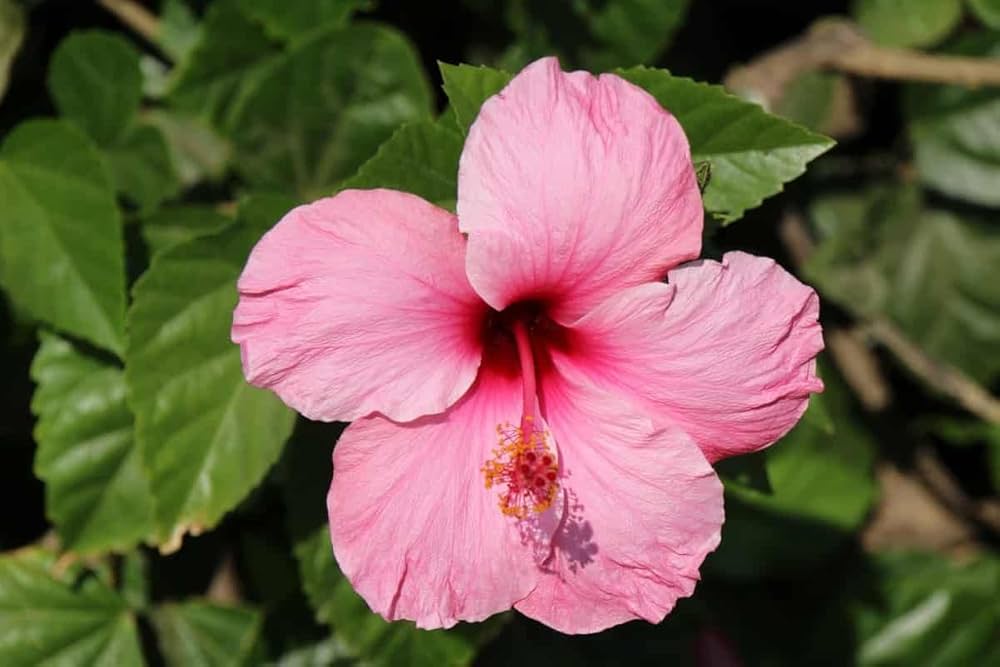 Hibiscus Hibiscus rosa-sinensis Flower Seeds for Planting in Flower Bed