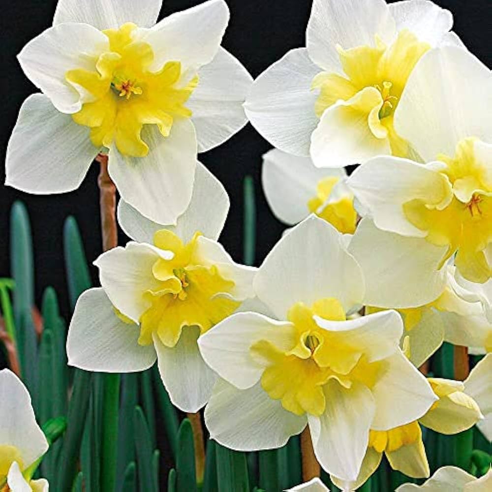 Daffodil Flower seeds for Planting - Cut Flower Favorite, Heirloom & GMO Free Seeds for Home Garden