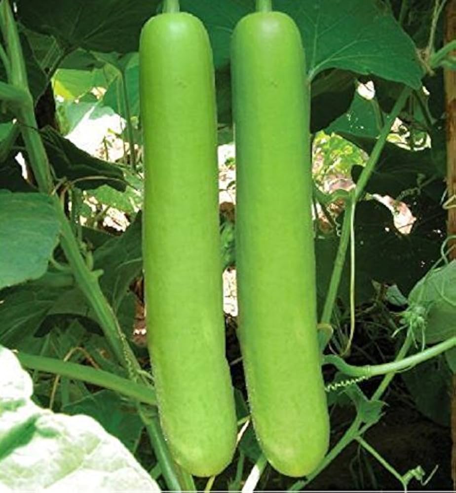 Green Bottle Gourd Vegetable Seeds for Easy Planting