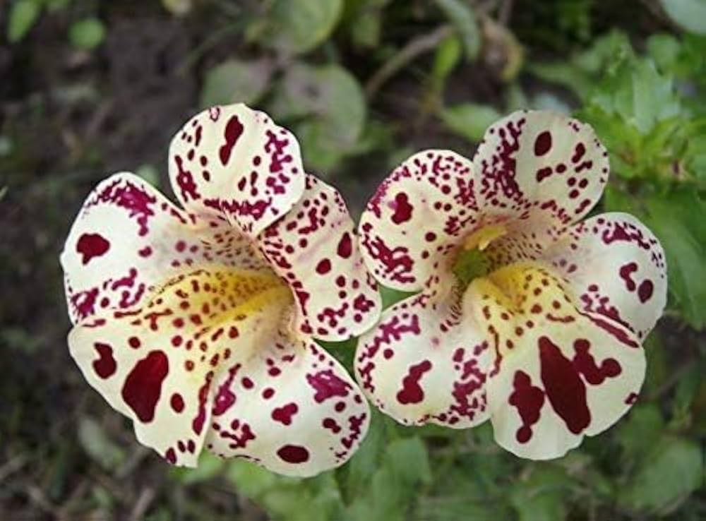 Mimulus Purple Monkey Flower Seeds for Colorful Shade Gardens