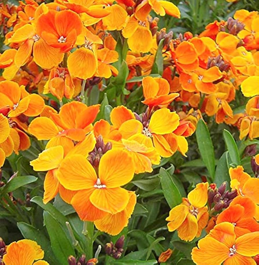 Siberian Wallflower Seeds Cheiranthus allionii for Planting in Rock Garden and Border Beds