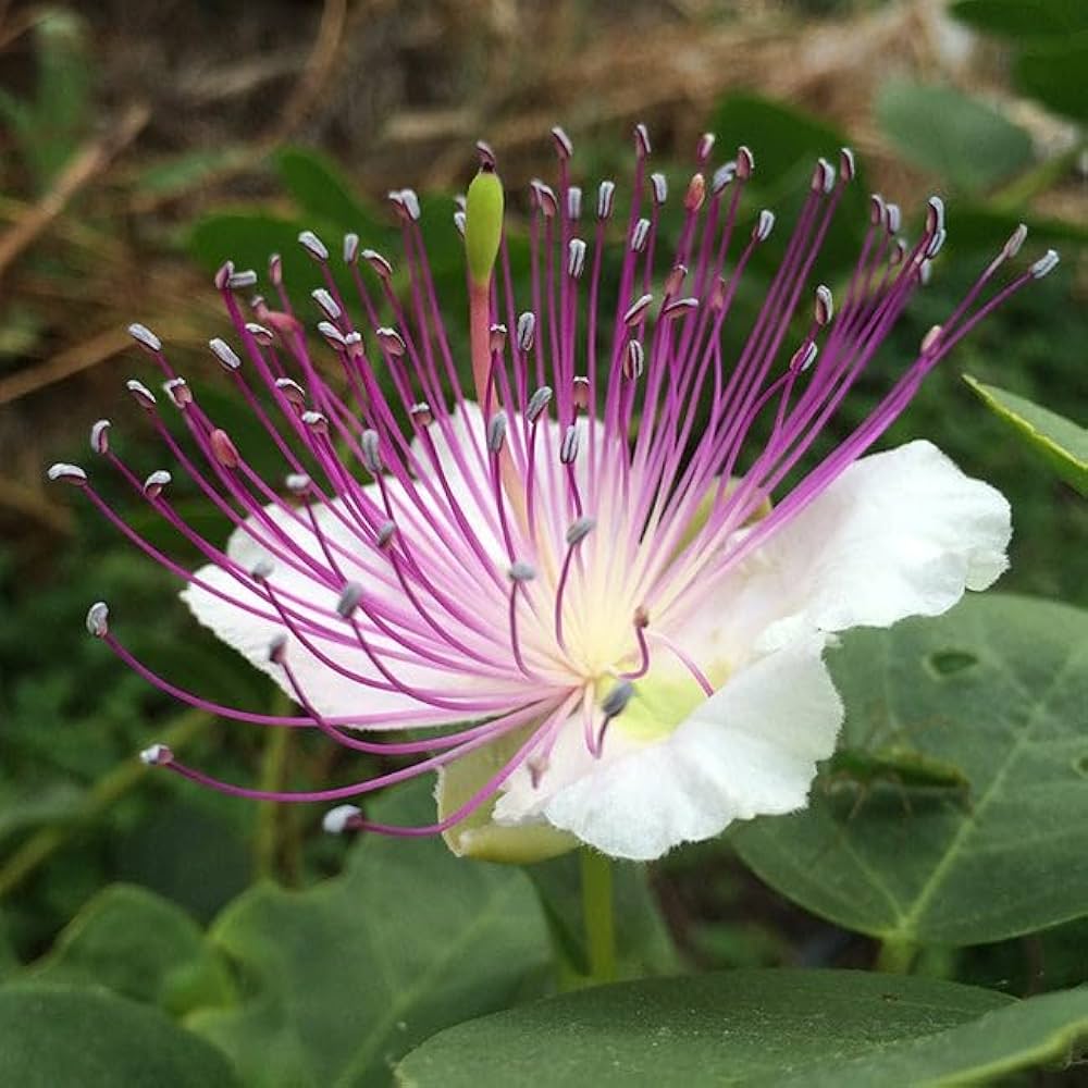Blue Caper Flower seeds for Planting - Compact Growth, Heirloom & GMO Free Seeds for Home Garden