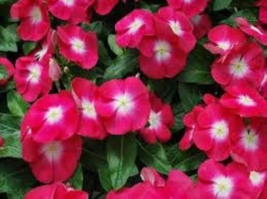 Rose Halo Periwinkle Seeds – Fragrant Vinca Annual with Rosy Accents
