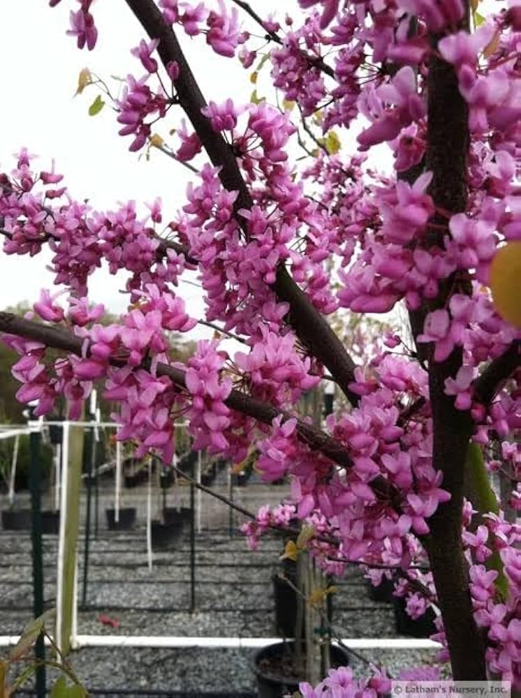 Eastern Redbud Tree Seeds for Planting Cercis Canadensis native garden flowering tree row
