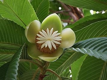 White Dillenia Flower seeds for Planting - Long Bloom Season, Heirloom & GMO Free Seeds for Home Garden
Sale for planting in home garden