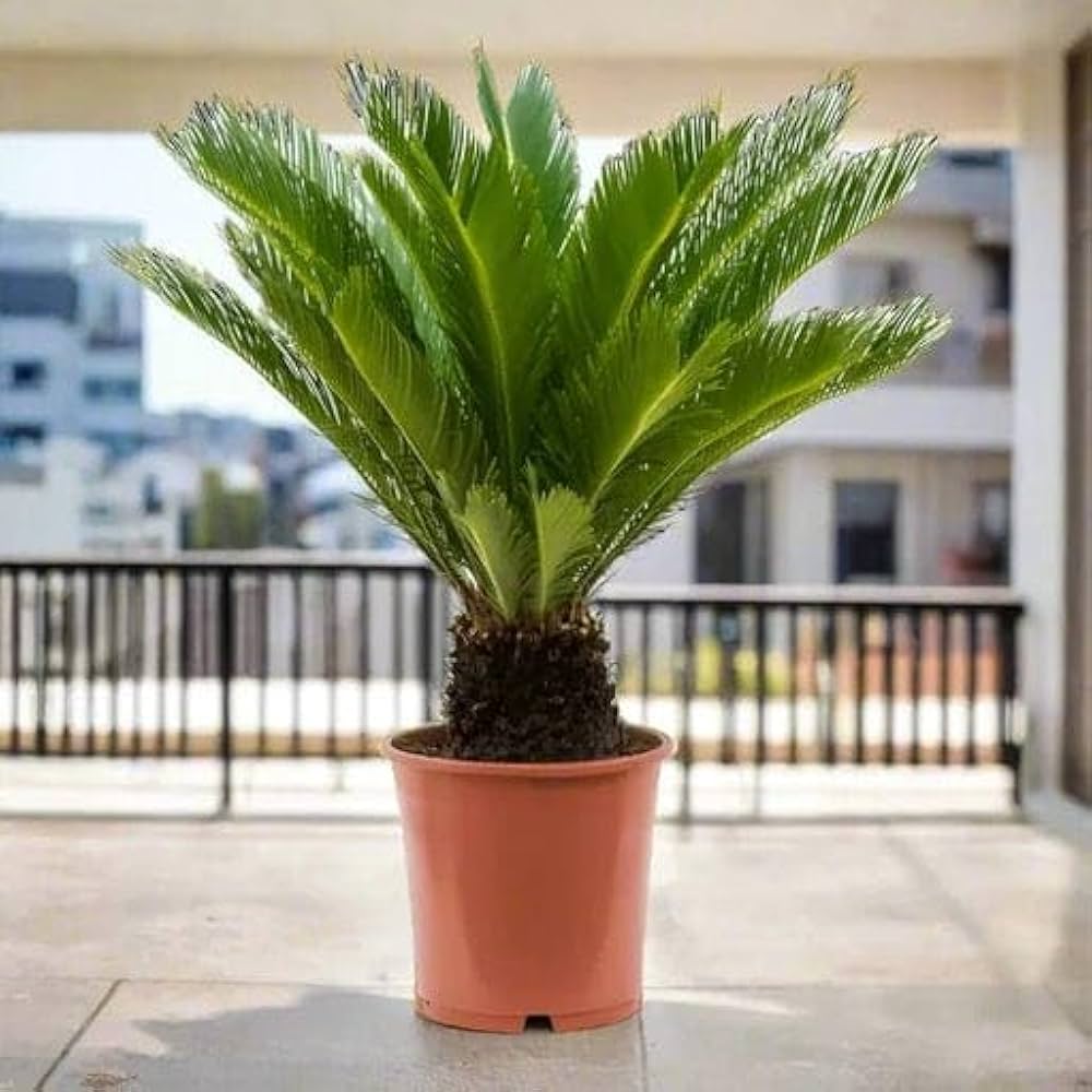 Cycas Flower seeds for Planting - Premium Quality, Heirloom & GMO Free Seeds for Home Garden