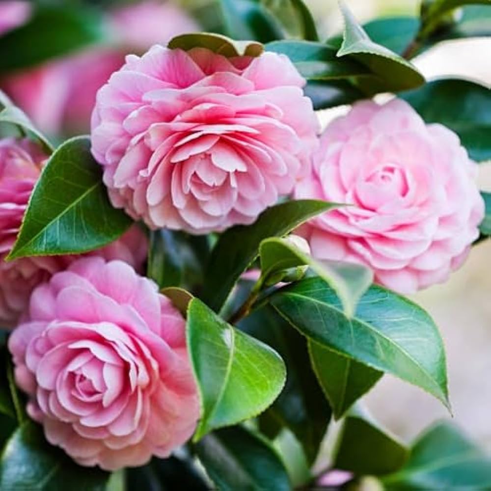 Camellia Japonica Flower seeds for Planting - Fragrant Blossoms, Heirloom & GMO Free Seeds for Home Garden