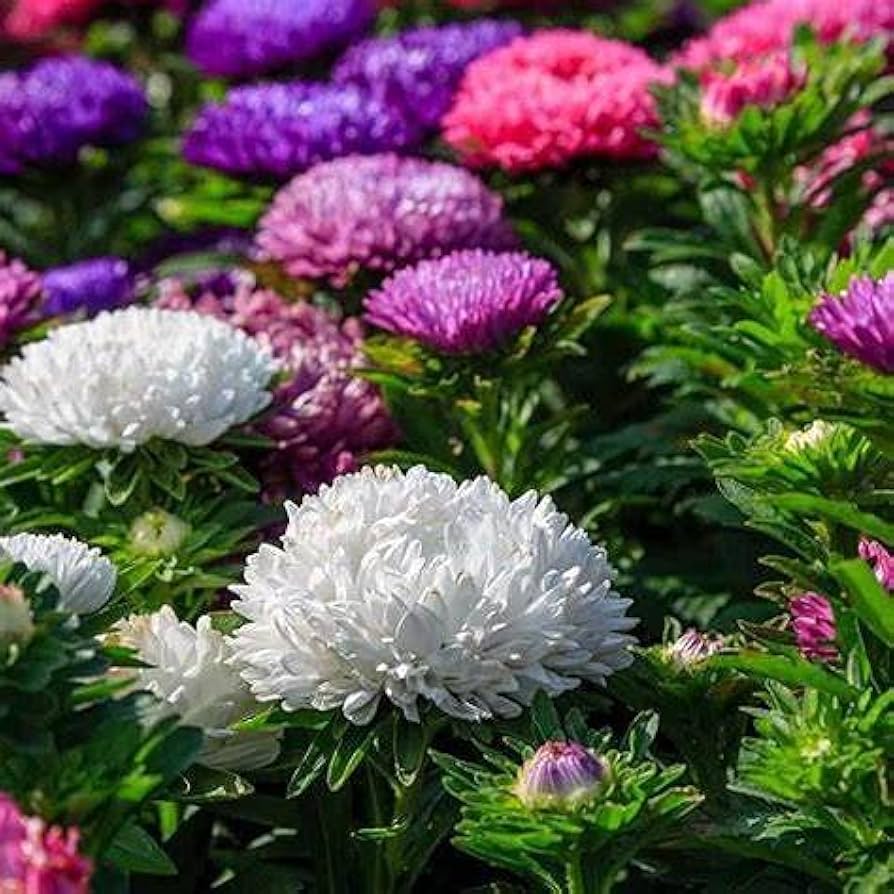 Dwarf Queen Mix Aster Seeds for Planting flower bed