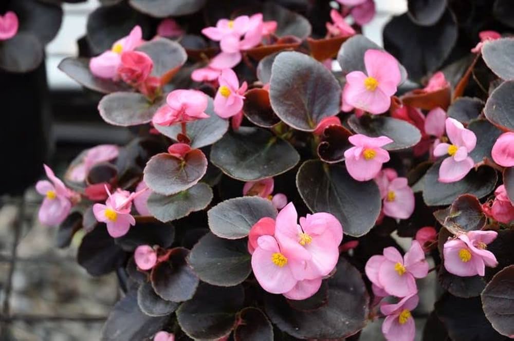 Light Pink Begonia Flower seeds for Planting - Easy to Grow, Heirloom & GMO Free Seeds for Home Garden