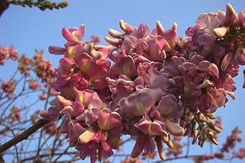 Pale Pink Gliricidia Sepium Flower seeds blooming in flower beds, containers, borders, and pollinator-friendly gardens