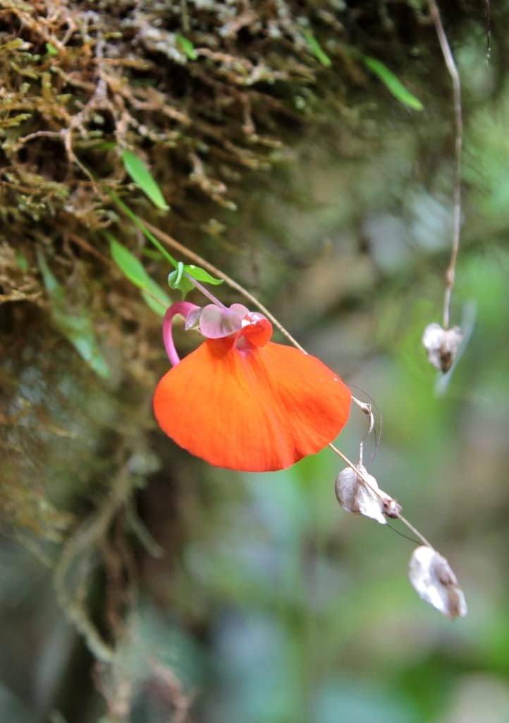 Orange Utricularia Flower seeds blooming in flower beds, containers, borders, and pollinator-friendly gardens