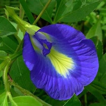 Pinellia Flower seeds blooming in flower beds, containers, borders, and pollinator-friendly gardens