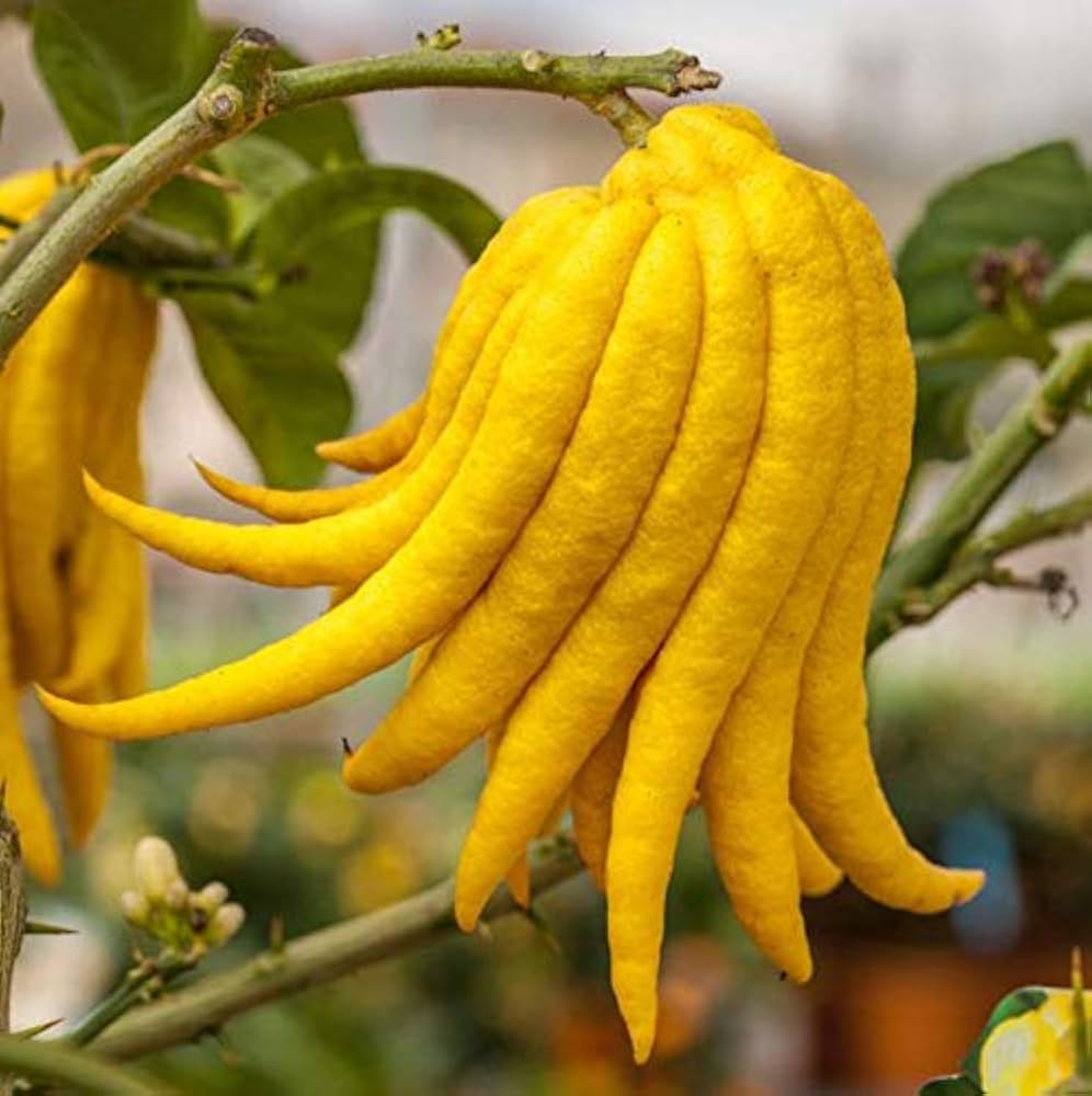 Buddha's Hand Seeds for Planting - Grow Your Own Exotic Plant