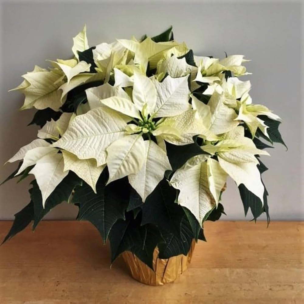 White Poinsettia Flower seeds for Planting - Hardy Variety, Heirloom & GMO Free Seeds for Home Garden