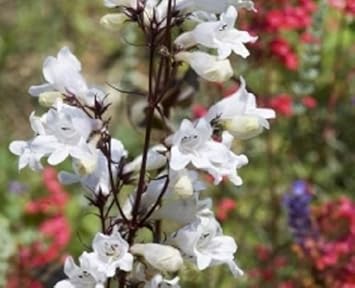 White Snowbells Flower seeds for Planting - Pollinator Friendly, Heirloom & GMO Free Seeds for Home Garden
Sale for planting in home garden.