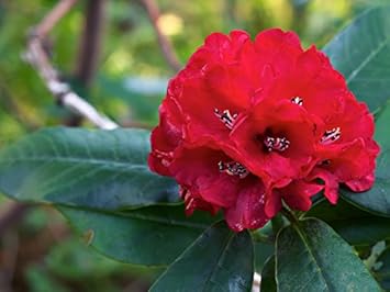 Red Rhododendron Flower seeds for Planting - Wildflower Mix, Heirloom & GMO Free Seeds for Home Garden
Sale for planting in home garden.