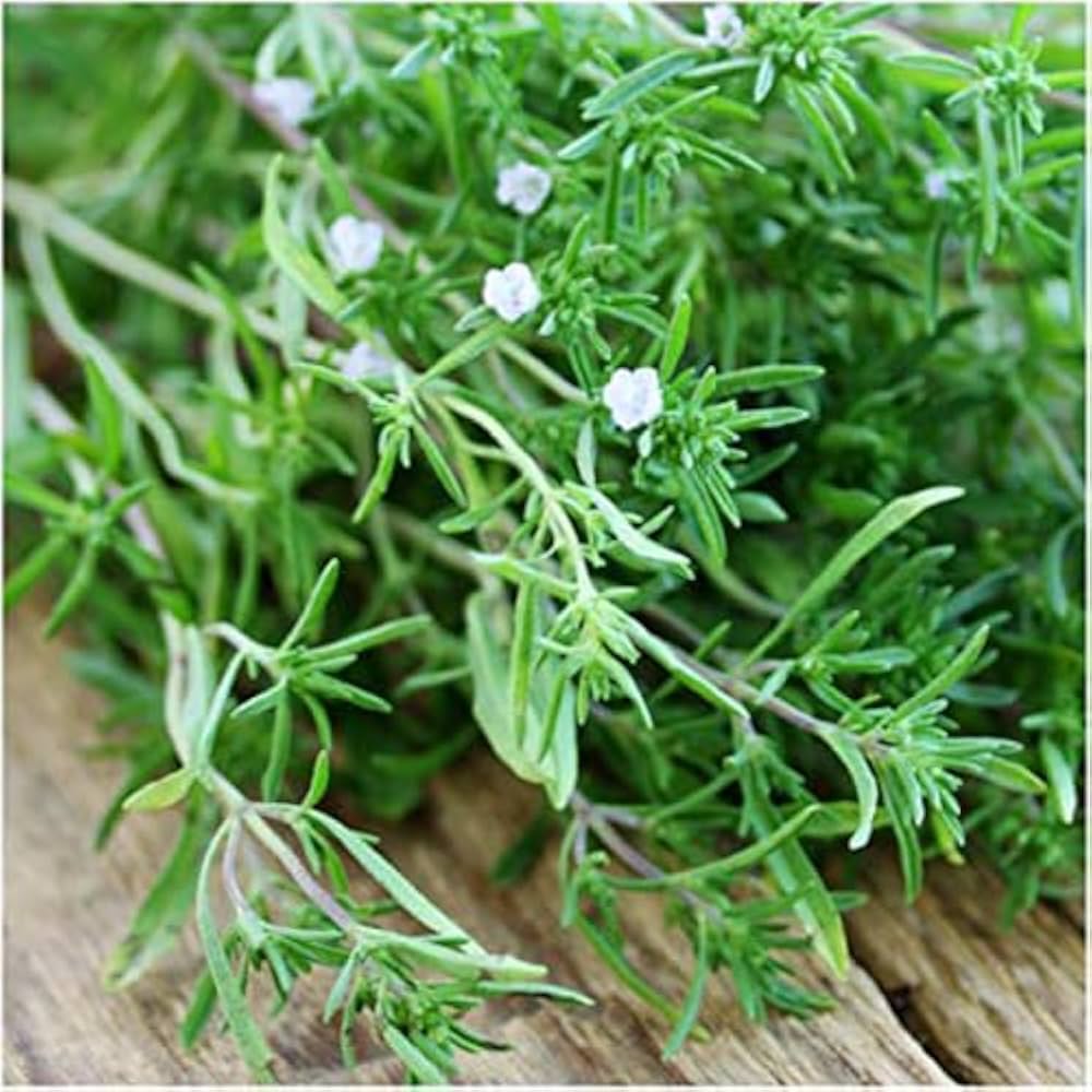 Sommer Savory Seeds Satureja hortensis for Planting in Herb Garden and Kitchen Patch - Evergrowseeds