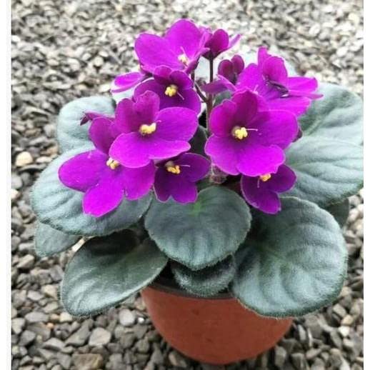 Heirloom African Violet Flower seeds for Planting Low Maintenance Heirloom & GMO Free Seeds for Home Garden
Sale