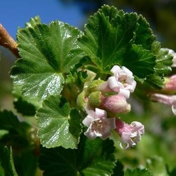 Pink Ribes Cereum Flower seeds blooming in flower beds, containers, borders, and pollinator-friendly gardens