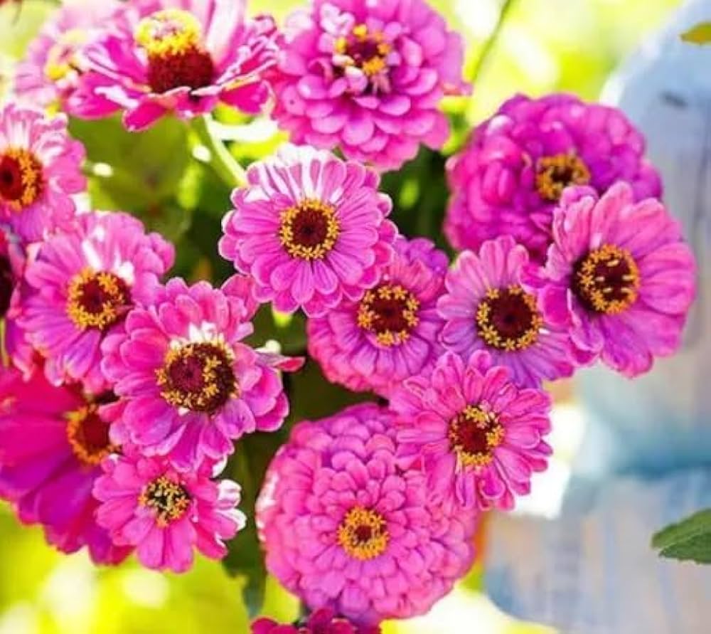 Purple Yellow Zinnia Flower seeds for Planting Long Bloom Season Heirloom & GMO Free Seeds for Home Garden