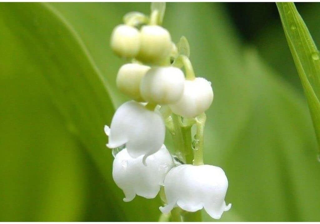 Light Yellow Phalaenopsis Orchid Seeds – Elegant Blooms Heirloom & NonGMO for Home Garden
Sale for planting in home garden