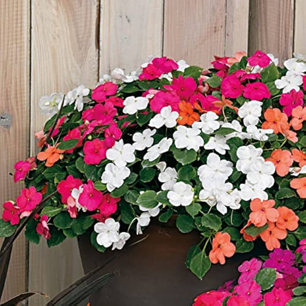 Ornamental Flower seeds blooming in flower beds, containers, borders, and pollinator-friendly gardens