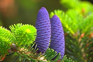 Purple Abies Koreana Flower seeds blooming in flower beds, containers, borders, and pollinator-friendly gardens