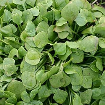 Green Claytonia Flower seeds for Planting - Cut Flower Favorite, Heirloom & GMO Free Seeds for Home Garden
Sale seeds for home garden