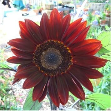Red Moulin Sunflower Flower seeds for Planting - Easy to Grow, Heirloom & GMO Free Seeds for Home Garden
Sale seeds for home garden