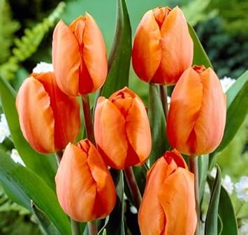 Orange Phalaenopsis Orchid Flower Seeds for Planting Perfect for Borders Heirloom & GMO Free Seeds for Home Garden
Sale for planting in home garden