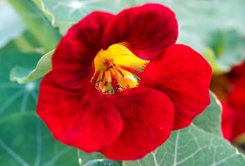 Burgundy Poinsettia Flower Seeds for Planting Wildflower Mix Heirloom & GMO Free Seeds for Home Garden
Sale for planting in home garden