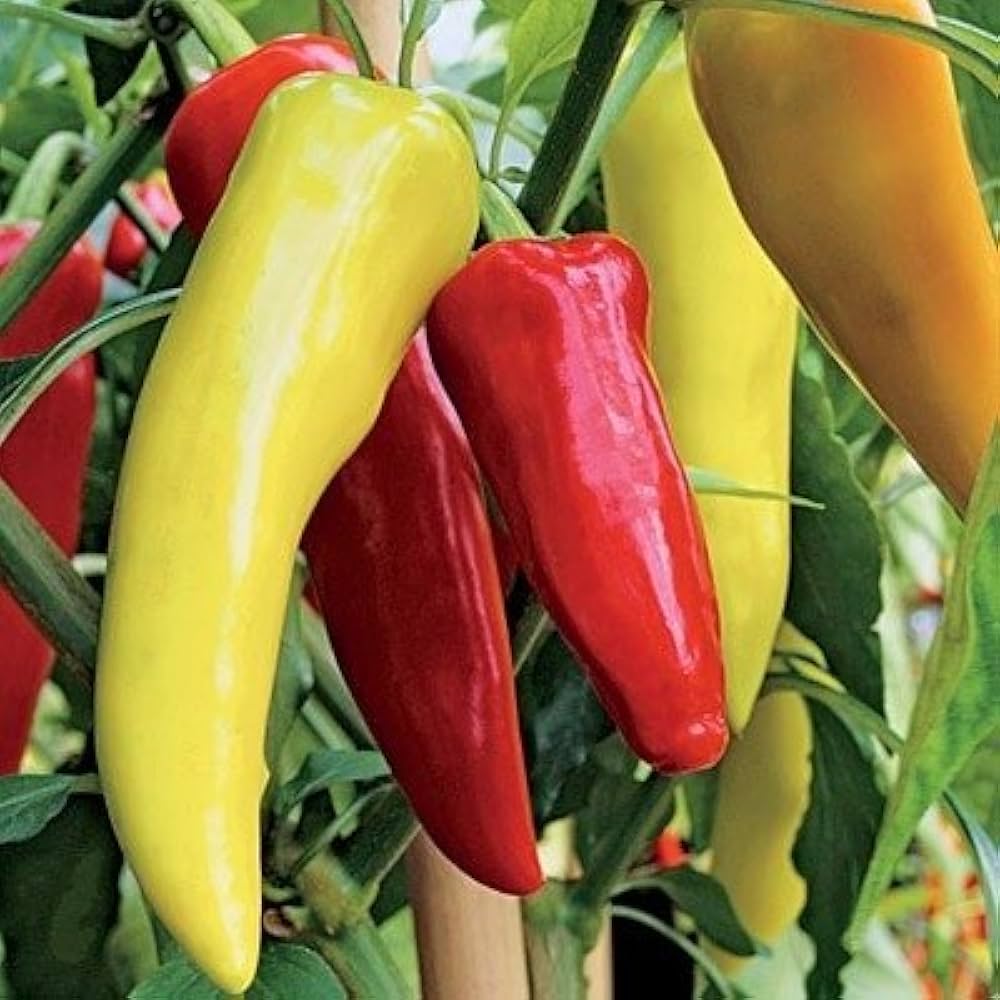 Hungarian Sweet Wax Pepper Seeds Capsicum annuum for Planting in Vegetable Patch and Patio Pots