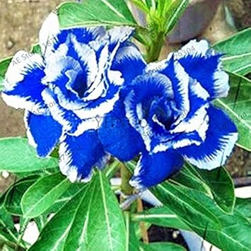 Red Orchid Flower Seeds for Planting Seasonal Bloomer Heirloom & GMO Free Seeds for Home Garden
Sale for planting in home garden