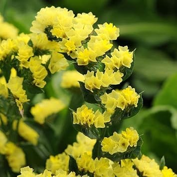 Heirloom Limonium Flower seeds blooming in flower beds, containers, borders, and pollinator-friendly gardens