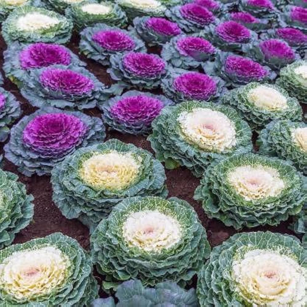 Flowering Cabbage Brassica oleracea Seeds for Planting