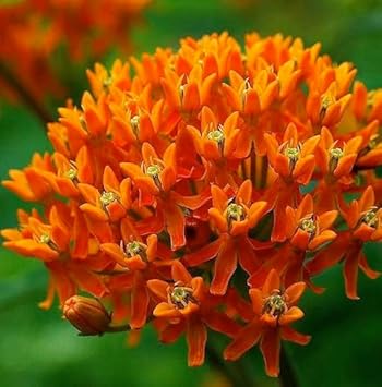 Asclepias Flower seeds for Planting Drought Tolerant Heirloom & GMO Free Seeds for Home Garden
Sale for planting in home garden