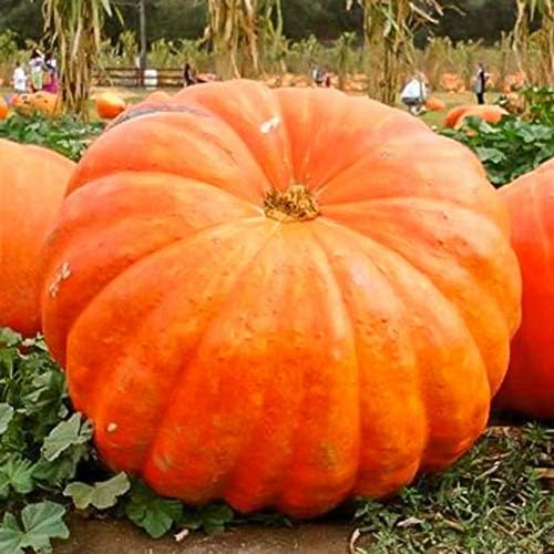 Giant Wallace Whoppers Pumpkin Seeds For Planting Vegetable Seeds