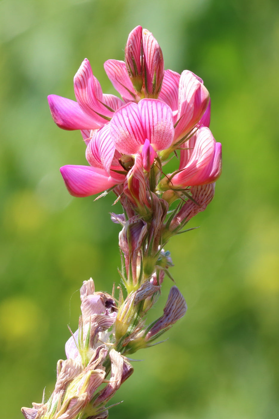 Onobrychis Flower seeds for Planting Perfect for Borders Heirloom & GMO Free Seeds for Home Garden