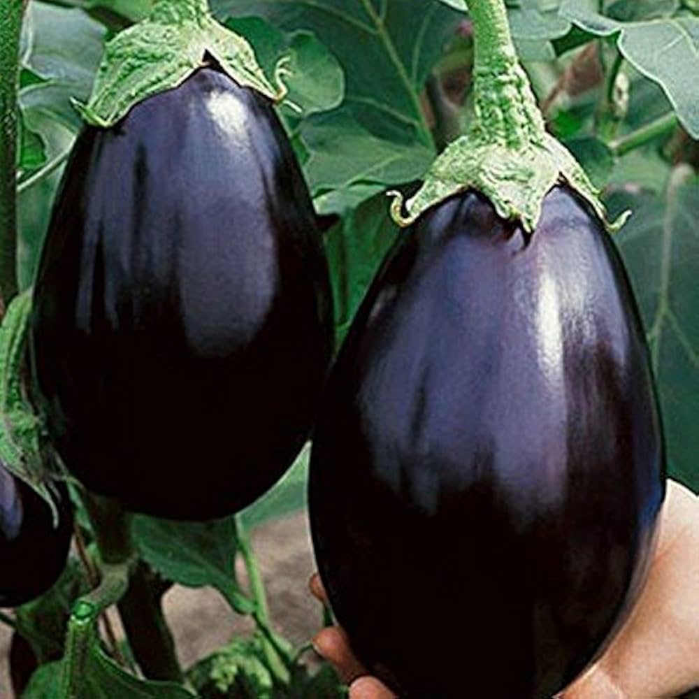 Ornamental Eggplant Seeds for Planting Decorative Pots Urban Garden