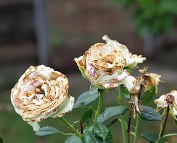 White and Brown Rose Flower seeds for Planting - Shade Tolerant, Heirloom & GMO Free Seeds for Home Garden
Sale for planting in home garden.