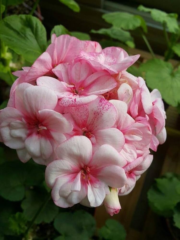 Light Pink White Geranium Flower Seeds for Planting Easy to Grow Heirloom & GMO Free Seeds for Home Garden
Sale