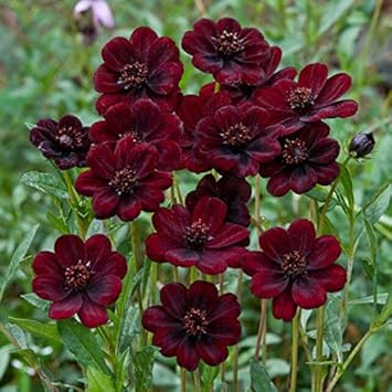 Cosmos Flower seeds for Planting - Wildflower Mix, Heirloom & GMO Free Seeds for Home Garden
Sale seeds for home garden