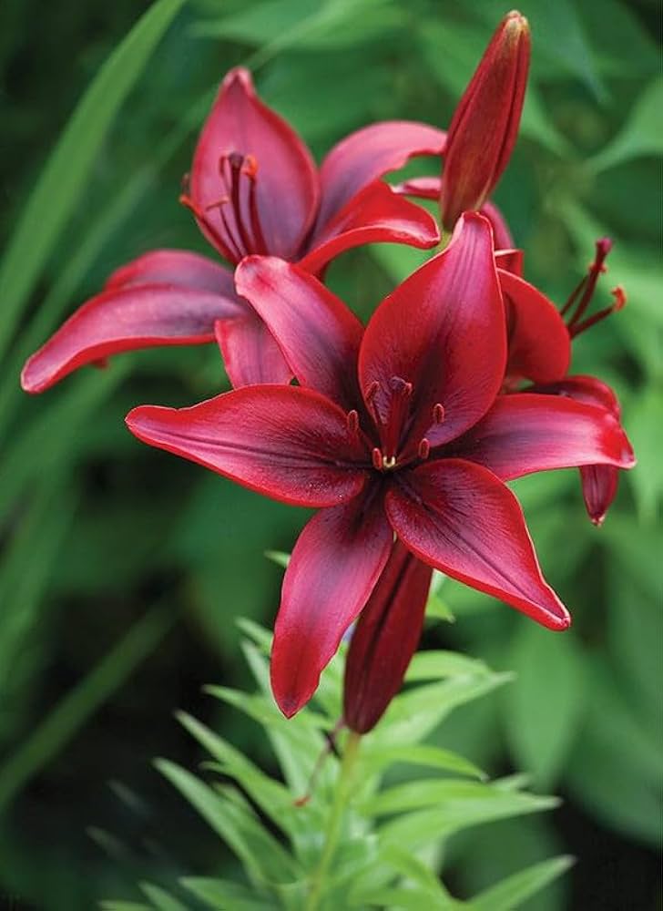 Blue Heart Lily Lilium spp. Seeds for Planting - Great for Flower Bed & Urban Garden