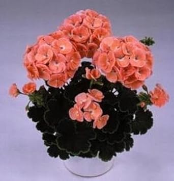 Orange Geranium Zonal Flower seeds for Planting - Sun Loving, Heirloom & GMO Free Seeds for Home Garden
Sale seeds for home garden