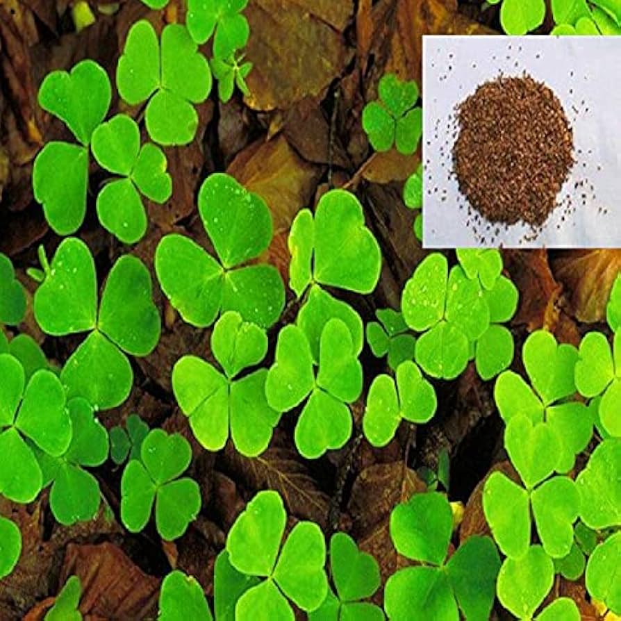 Four Leaf Clover Grass Seeds for Lucky Garden Greenery