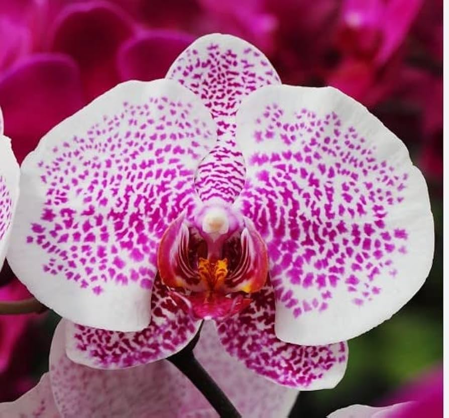 Pink White Phalaenopsis Orchid Flower seeds blooming in flower beds, containers, borders, and pollinator-friendly gardens