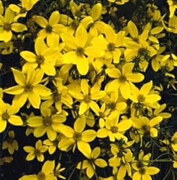 Yellow Bidens Sunshine Flower seeds for Planting - Vibrant Colors, Heirloom & GMO Free Seeds for Home Garden
Sale seeds for home garden