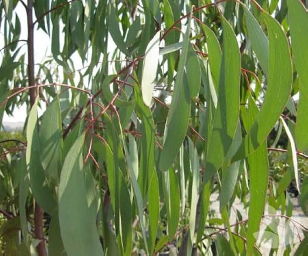 Army Green Eucalyptus Seeds For Fragrant Planting Plant Seeds